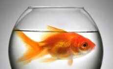 Photo of big goldfish in a small bowl